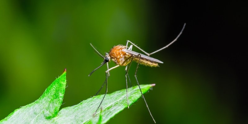 fotos de mosquitos