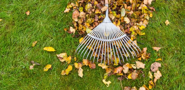 7 Steps to Spring Backyard Cleanup