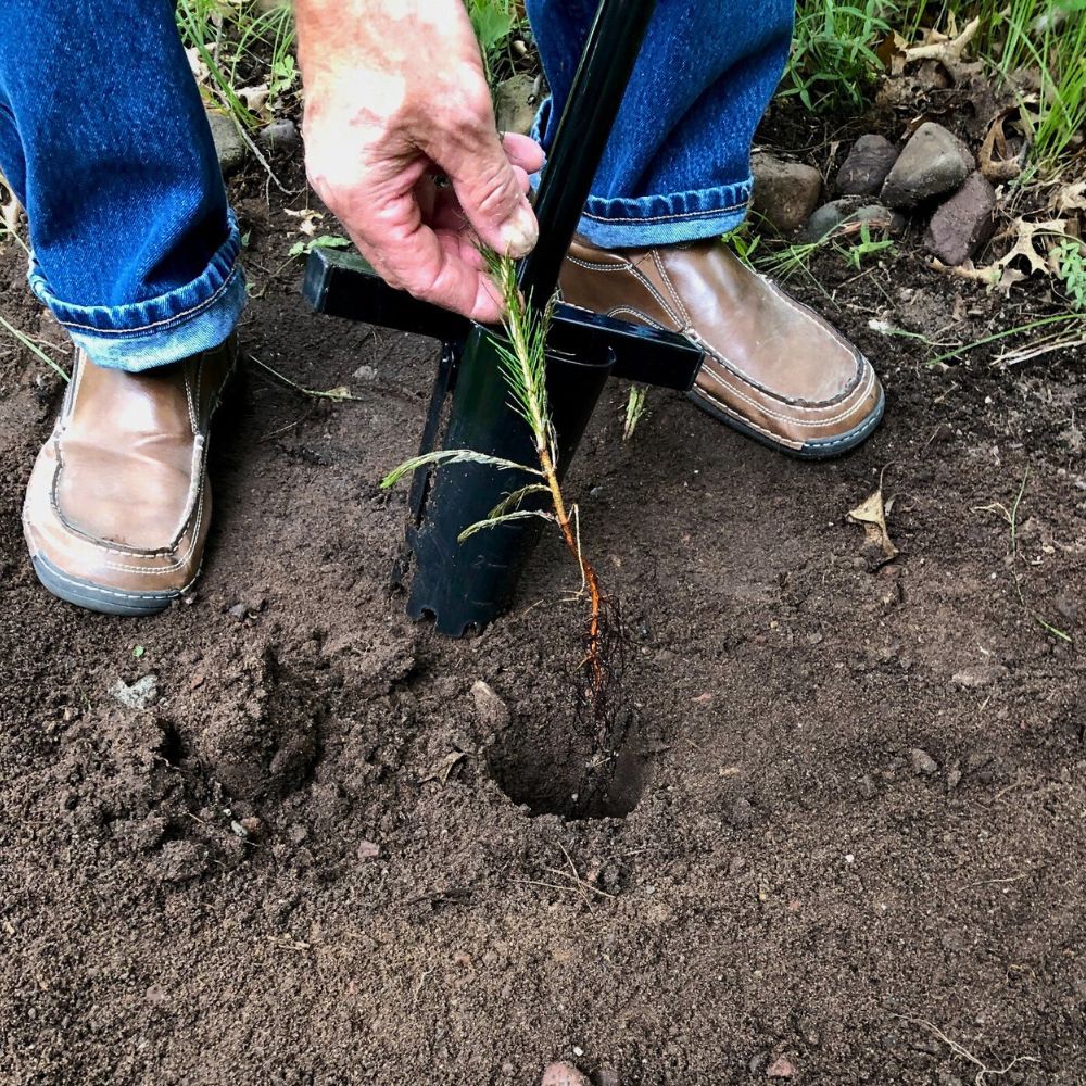 plant your annuals bulbs or trees in the hole